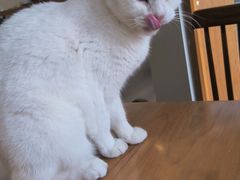 -有猫主题·治愈系猫咖(曾厝垵店)