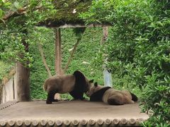 -中国大熊猫保护研究中心雅安碧峰峡基地