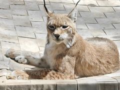 -青藏高原野生动物园
