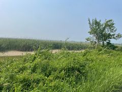 -盐城丹顶鹤湿地生态旅游区