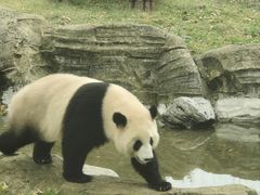 -武汉动物园