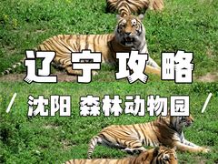 -沈阳森林动物园