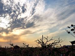 -樂桃源奉贤黄桃种植采摘基地