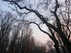 -洛阳市隋唐城遗址植物园