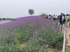 -大塘金香草谷