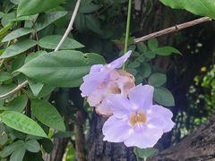 -广西壮族自治区药用植物园