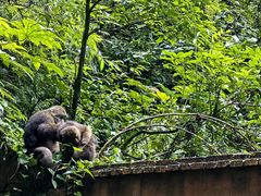 -西岭雪山大飞水景区