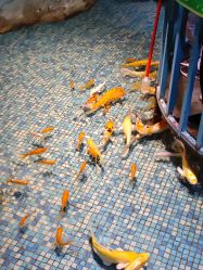 -酷嗒动物文化乐园(cutezoo西溪乐天城店)