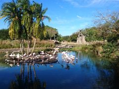 -奥兰多迪士尼动物王国乐园