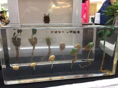 -深圳龙华星河COCO City(民治店)