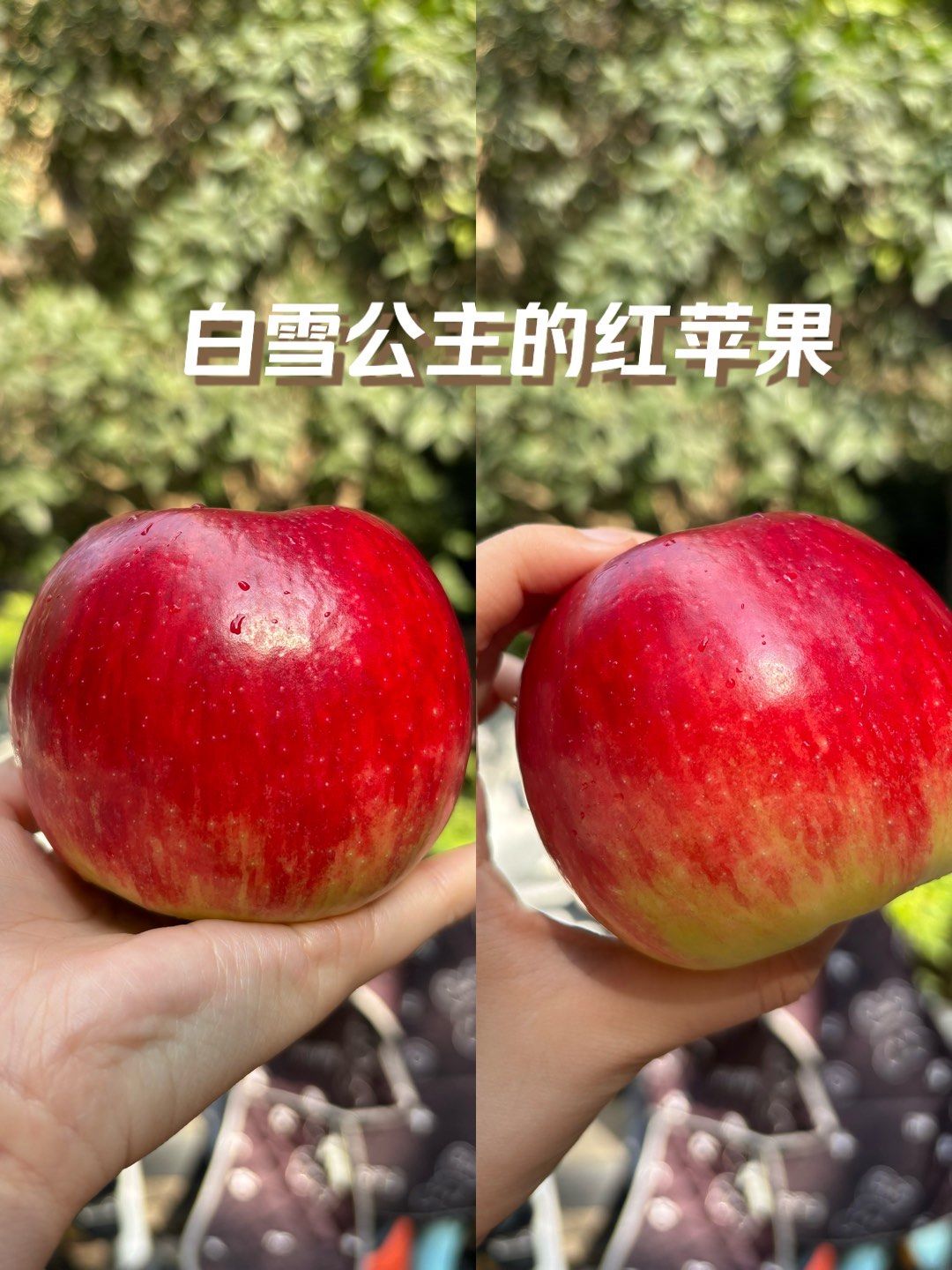 白雪公主的红苹果