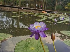 -中国科学院西双版纳热带植物园