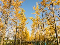 -汉长安城未央宫国家考古遗址公园