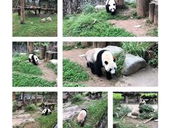 -都江堰中华大熊猫苑