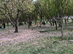 -塘沽森林公园
