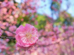 -望江楼公园