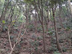 -火炉山森林公园