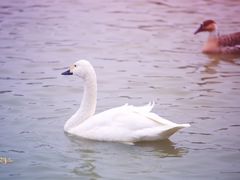 -艾溪湖湿地公园