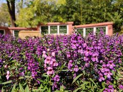 -武清南湖绿博园