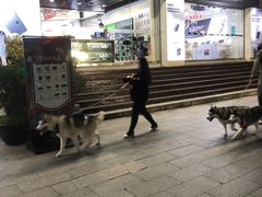 -Husky Go! 哈士奇体验馆·宠物咖啡厅狗咖