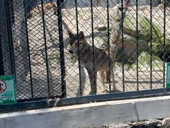 -大连森林动物园