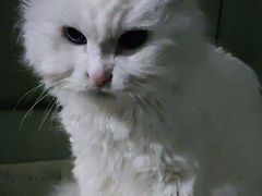 -美联众合爱康动物医院•复杂内科•肿瘤科•牙科•腔镜诊疗中心