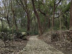 -上海佘山国家森林公园天马山园