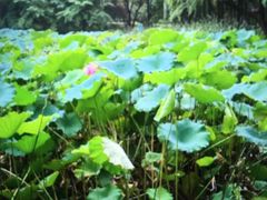 -陈家山荷花公园