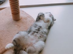 -飞行喵MR PILOT|猫舍·猫咖(静安大融城店)