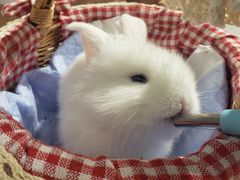 甜甜嫩嫩小兔头-RU DUCK柯尔鸭公社·撸鸭俱乐部·羊驼·小香猪
