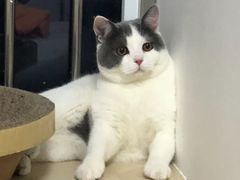 -喵zoo家庭繁育猫舍(尖东智能花园店)