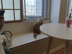 -Let's go狗咖·猫咖·奶狗·桌游(春熙路IFS店)
