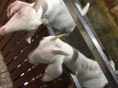 -上海大自然野生昆虫馆(东方明珠·爬宠昆虫探索中心)