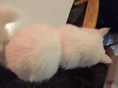 Anne猫窝咖啡屋-Anne猫窝咖啡屋