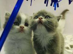 -喵的天空名猫咖啡馆·撸猫·猫舍·用品