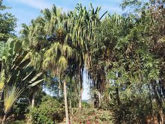 -瑞丽独树成林风景区