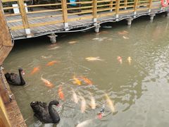 -大湾区中央湿地公园