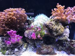 -中环花鸟鱼虫市场
