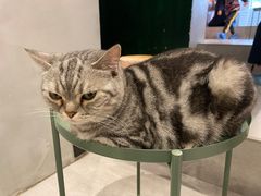-猫儿山۰猫主题餐厅