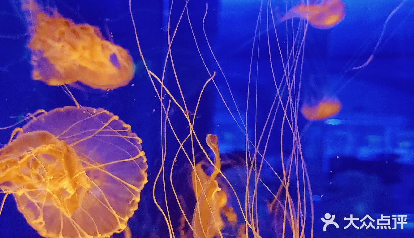 上海海昌海洋公园打卡