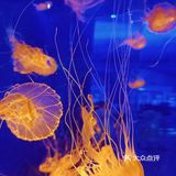 上海海昌海洋公园打卡