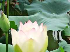 -陈家山荷花公园