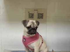 -芭比堂动物医院广州顽皮分院