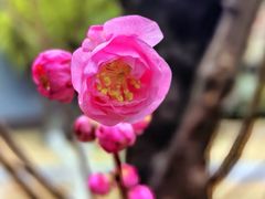 -龙头寺公园