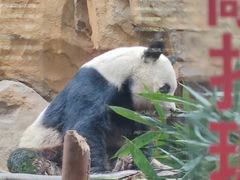 -成都动物园