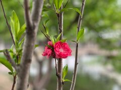 -春风习习