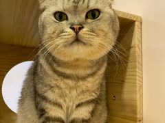 -猫咪派对(江南西店)