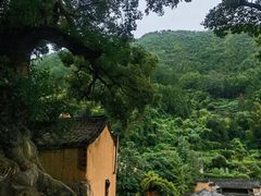 -杨家堂村