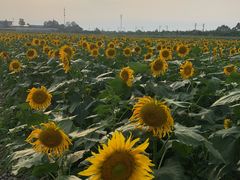-桤木河湿地公园