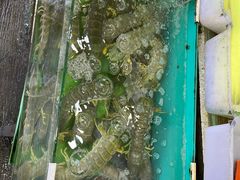 -拉威海鲜市场
